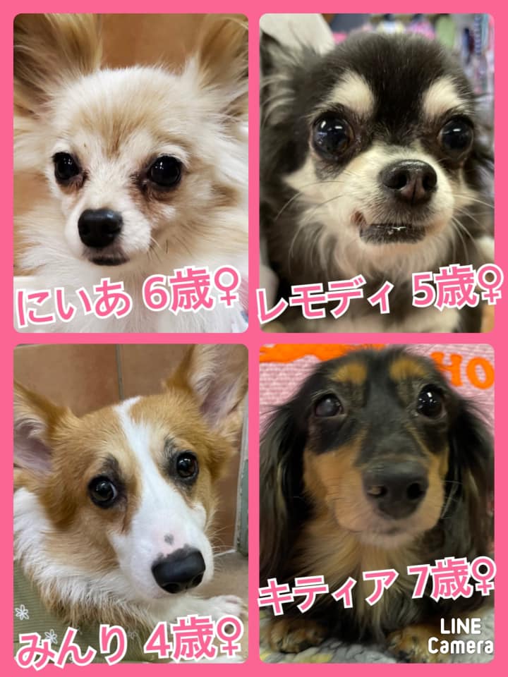 🐾今日の里親様募集中ワンコ🐶メンバーです🐾2021,8,7